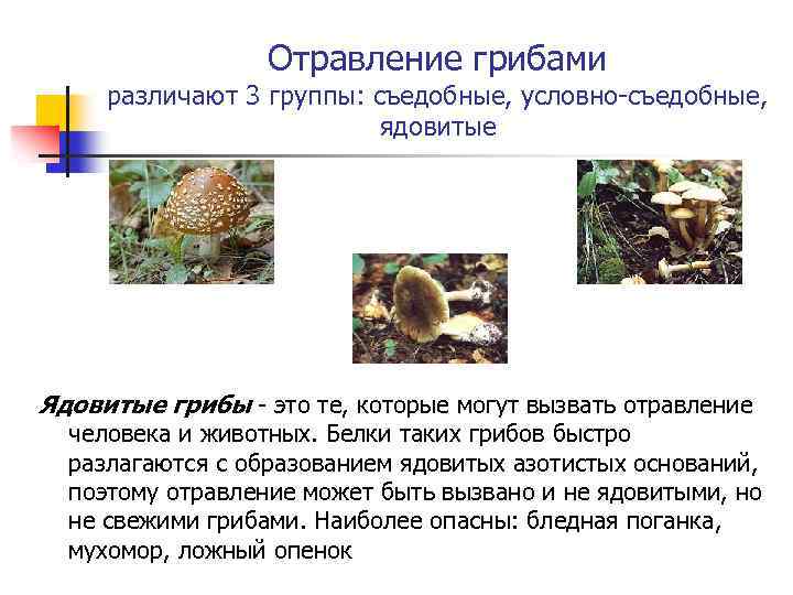 Отравление грибами различают 3 группы: съедобные, условно-съедобные, ядовитые Ядовитые грибы - это те, которые