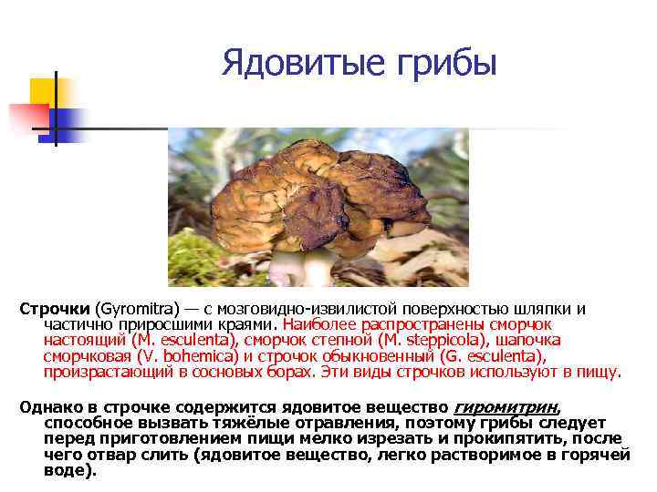 Ядовитые грибы Строчки (Gyromitra) — с мозговидно-извилистой поверхностью шляпки и частично приросшими краями. Наиболее