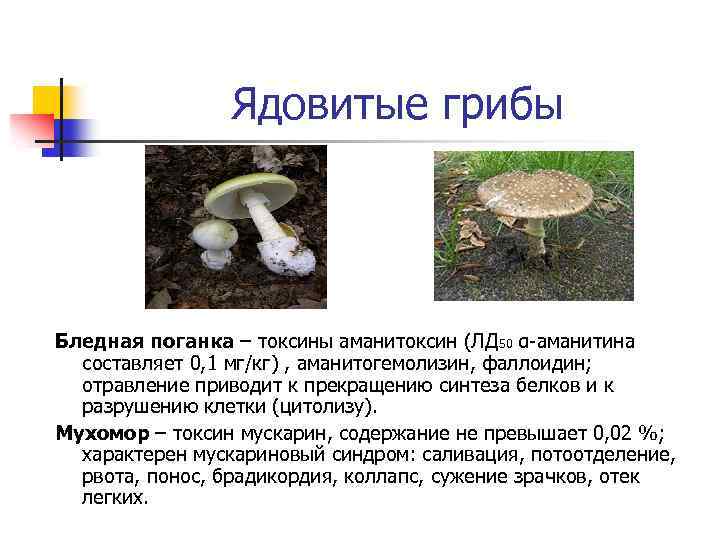 Ядовитые грибы Бледная поганка – токсины аманитоксин (ЛД 50 α-аманитина составляет 0, 1 мг/кг)