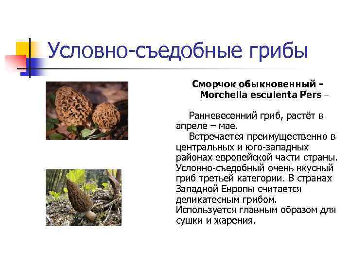 Условно-съедобные грибы Сморчок обыкновенный Morchella esculenta Pers – Ранневесенний гриб, растёт в апреле –