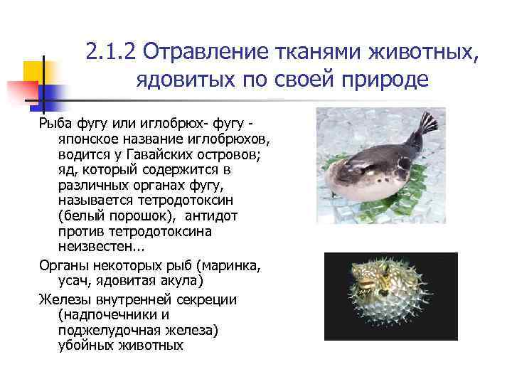 2. 1. 2 Отравление тканями животных, ядовитых по своей природе Рыба фугу или иглобрюх-