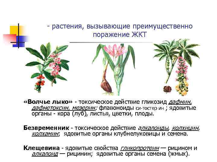 - растения, вызывающие преимущественно поражение ЖКТ «Волчье лыко» - токсическое действие гликозид дафнин, дафнетоксин,