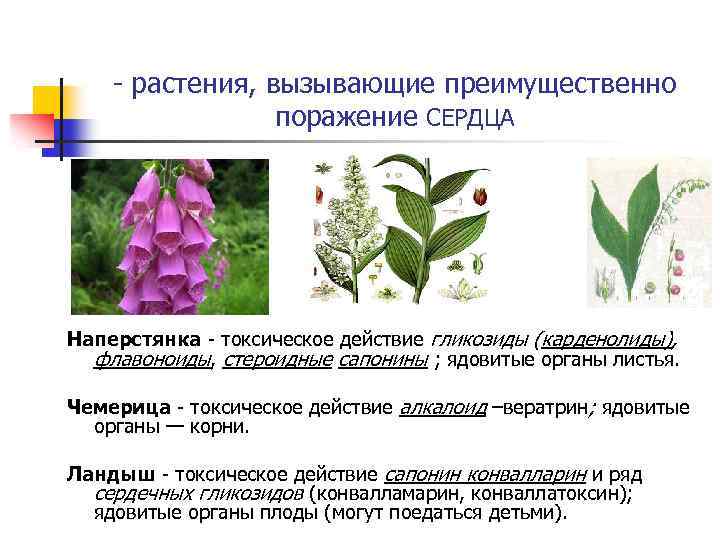 - растения, вызывающие преимущественно поражение СЕРДЦА Наперстянка - токсическое действие гликозиды (карденолиды), флавоноиды, стероидные