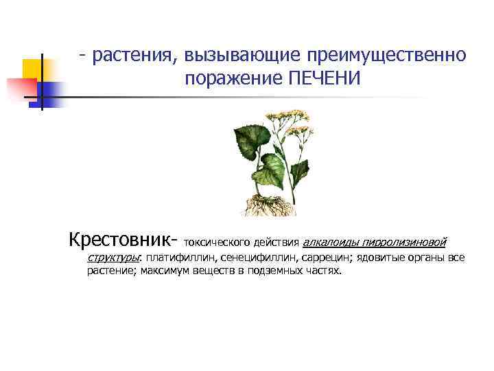 - растения, вызывающие преимущественно поражение ПЕЧЕНИ Крестовник- токсического действия алкалоиды пирролизиновой структуры: платифиллин, сенецифиллин,