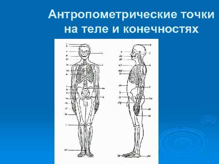 Виды антропометрии