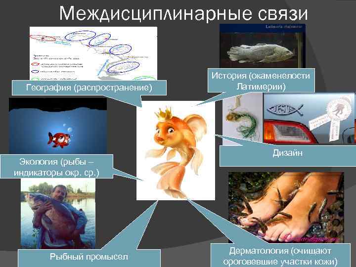 Междисциплинарные связи География (распространение) Экология (рыбы – индикаторы окр. ср. ) Рыбный промысел История