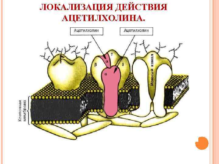 ЛОКАЛИЗАЦИЯ ДЕЙСТВИЯ АЦЕТИЛХОЛИНА. 