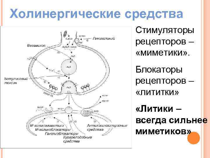 Холинергический синапс рисунок