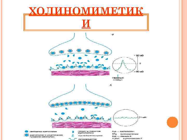 ХОЛИНОМИМЕТИК И 