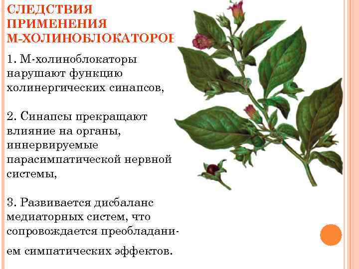 СЛЕДСТВИЯ ПРИМЕНЕНИЯ М-ХОЛИНОБЛОКАТОРОВ: 1. М-холиноблокаторы нарушают функцию холинергических синапсов, 2. Синапсы прекращают влияние на