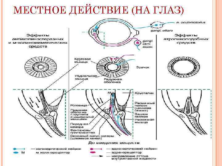 МЕСТНОЕ ДЕЙСТВИЕ (НА ГЛАЗ) 
