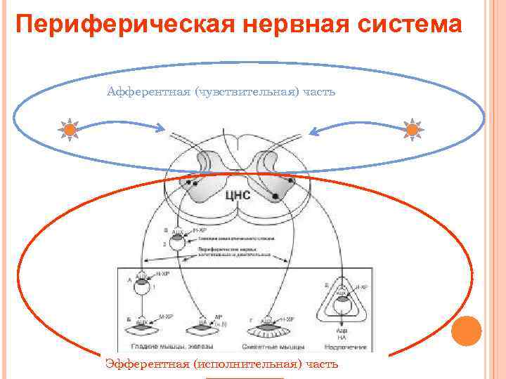Периферическая нервная система Афферентная (чувствительная) часть Эфферентная (исполнительная) часть 