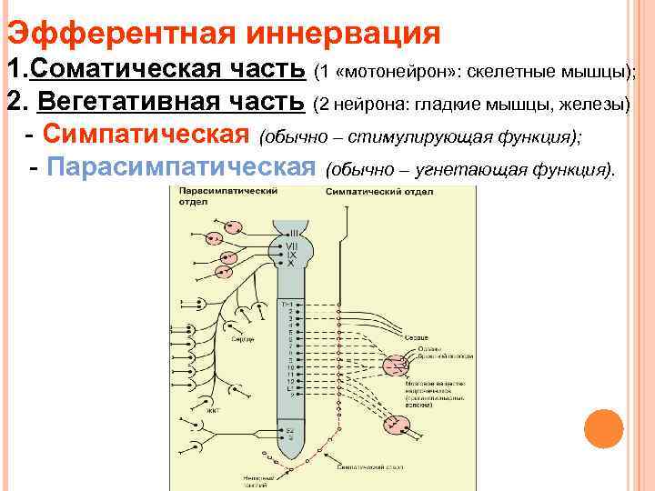 Схема эфферентной иннервации