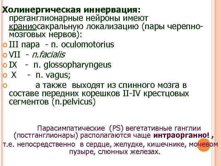 Холинергическая иннервация: преганглионарные нейроны имеют краниосакральную локализацию (пары черепномозговых нервов): III пара - n.