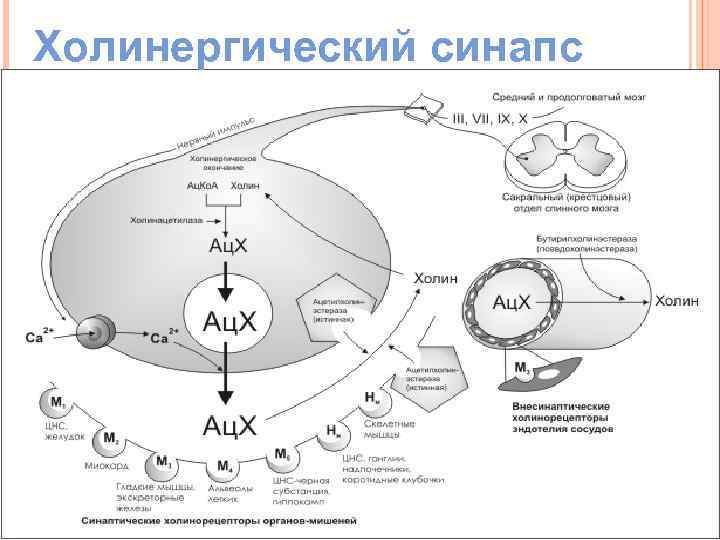 Холинергический синапс 