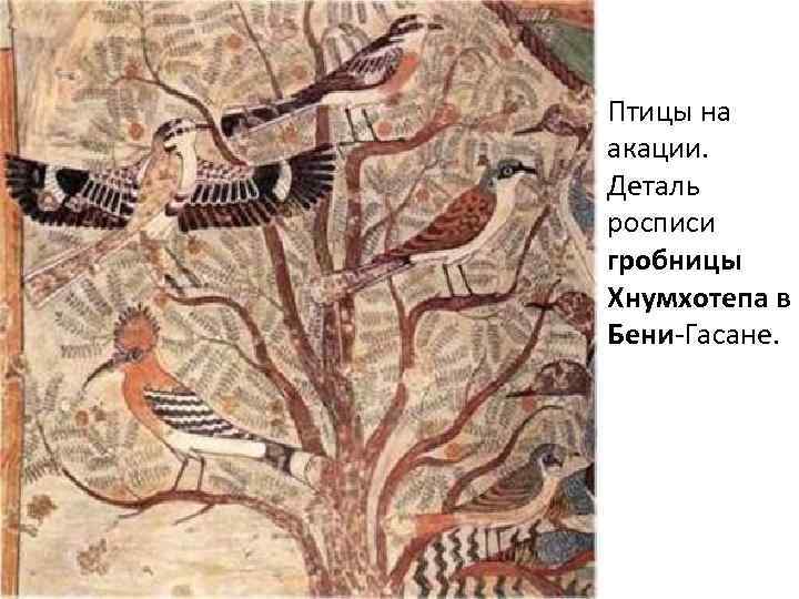 Птицы на акации. Деталь росписи гробницы Хнумхотепа в Бени-Гасане. 