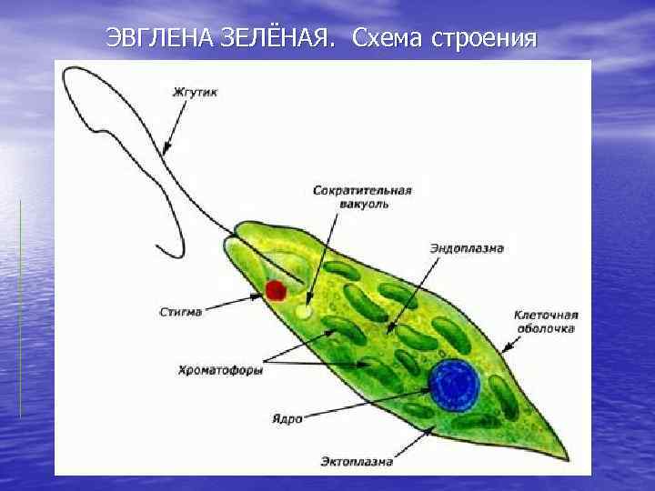 ЭВГЛЕНА ЗЕЛЁНАЯ. Схема строения 