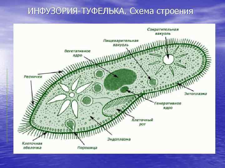 ИНФУЗОРИЯ-ТУФЕЛЬКА. Схема строения 