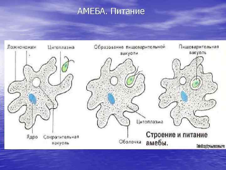 АМЕБА. Питание 