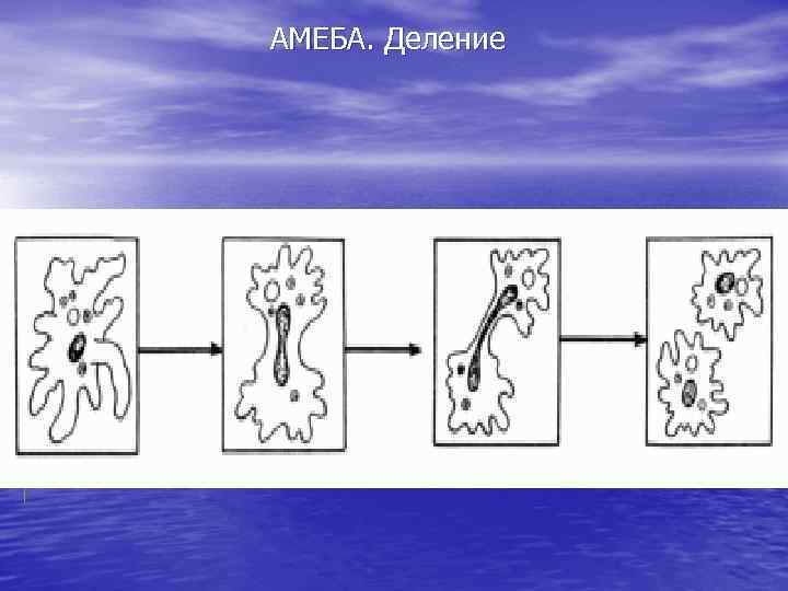 АМЕБА. Деление 