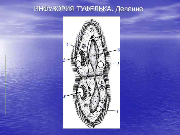 Деление туфельки. Инфузория туфелька деление. Деление инфузории туфельки. Деление инфузории. Инфузория туфелька делени.