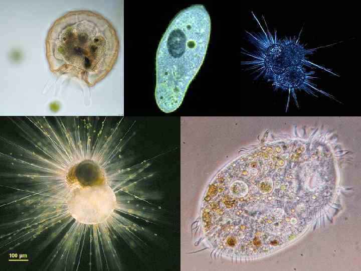 Фото одноклеточных организмов