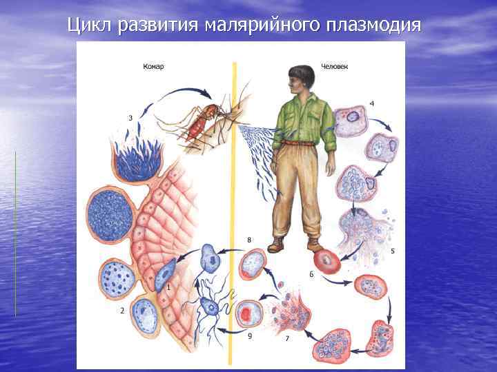 Цикл развития малярийного плазмодия 