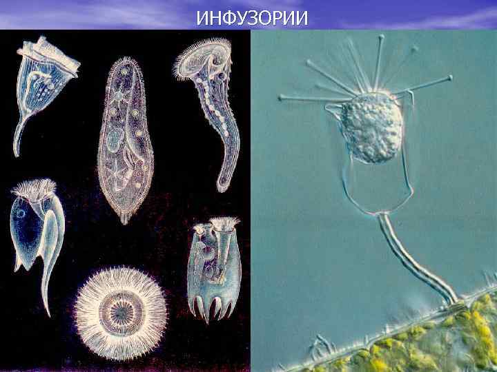 Тип простейшие фото. Жгутиконосцы и инфузории. Простейшие типа инфузории. Жгутиковые инфузории. Колониальные инфузории.