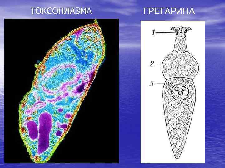 ТОКСОПЛАЗМА ГРЕГАРИНА 