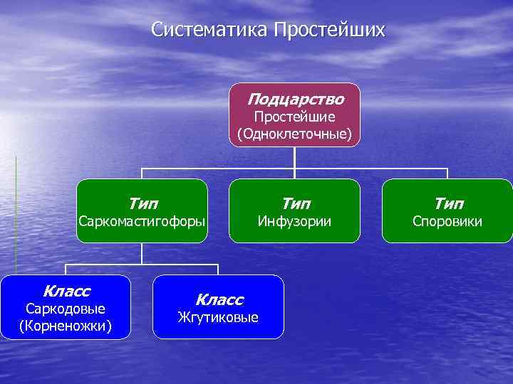 Систематика Простейших Подцарство Простейшие (Одноклеточные) Тип Саркомастигофоры Класс Саркодовые (Корненожки) Класс Тип Инфузории Жгутиковые