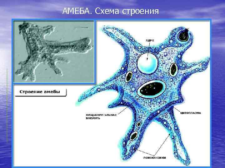 АМЕБА. Схема строения 