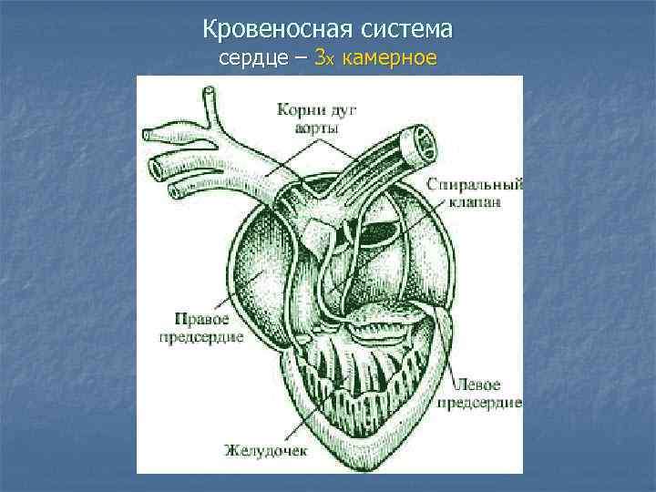 Кровеносная система сердце – 3 х камерное 