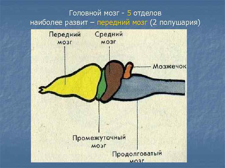 Схема строения головного мозга лягушки