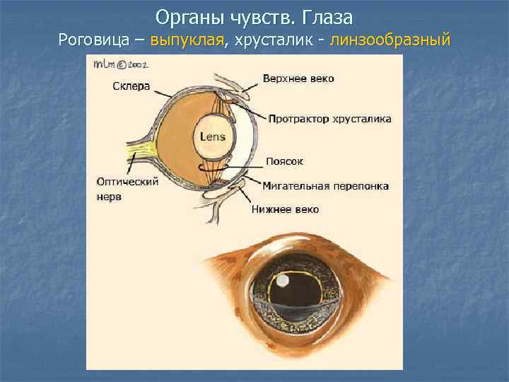 Органы чувств. Глаза Роговица – выпуклая, хрусталик - линзообразный 