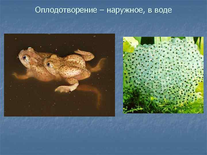 Оплодотворение – наружное, в воде 