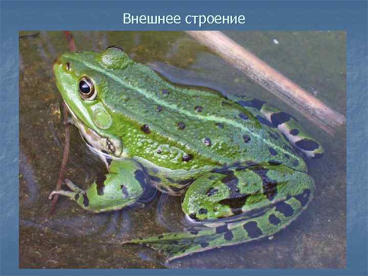 Внешнее строение 