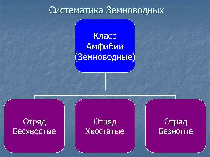 Систематика Земноводных Класс Амфибии (Земноводные) Отряд Бесхвостые Отряд Хвостатые Отряд Безногие 