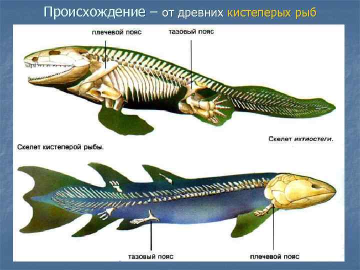 Происхождение – от древних кистеперых рыб 