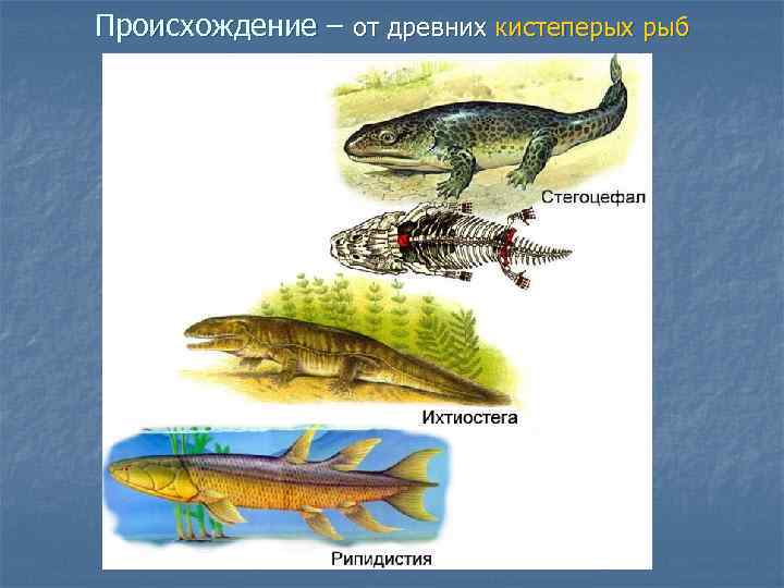 Происхождение земноводных доказательства