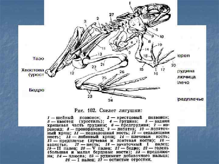 Кости скелета лягушки. Скелет лягушки рис 128. Скелет лягушки рис 128 биология 7 класс. Отделы скелета лягушки и Саламандры. Части скелета лягушки каракоид.