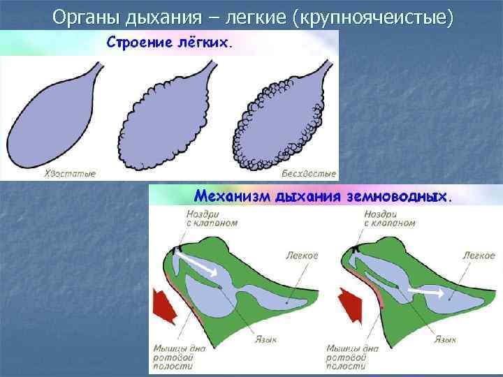 Органы дыхания – легкие (крупноячеистые) 