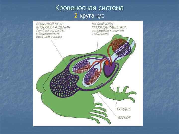 Кровеносная система 2 круга к/о 