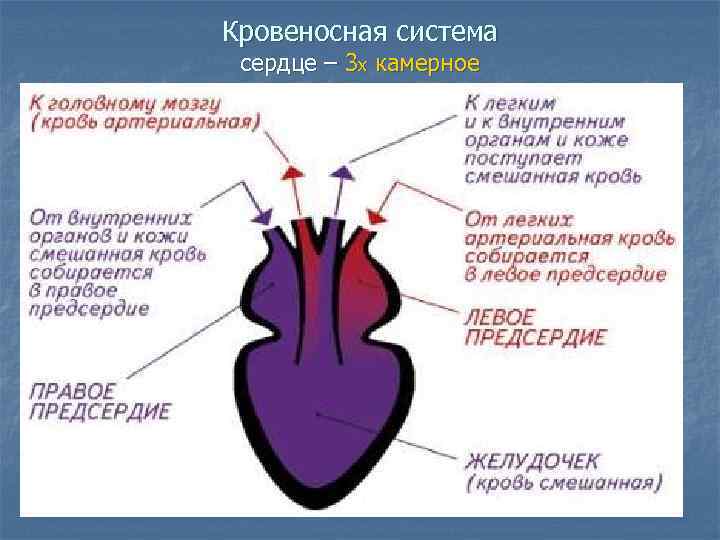 Кровеносная система сердце – 3 х камерное 