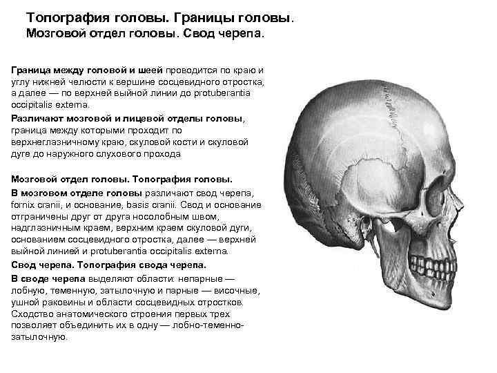 Топография головы. Границы головы. Мозговой отдел головы. Свод черепа. Граница между головой и шеей