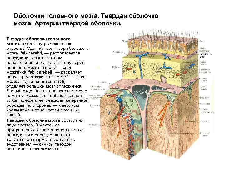 Схема служащая для ориентировки в черепно мозговой топографии