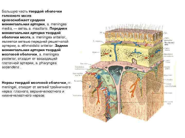 Большую часть твердой оболочки головного мозга кровоснабжает средняя менингеальная артерия, а. meningea media, —