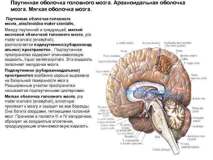 Паутинная оболочка головного мозга. Арахноидальная оболочка мозга. Мягкая оболочка мозга. Паутинная оболочка головного мозга,