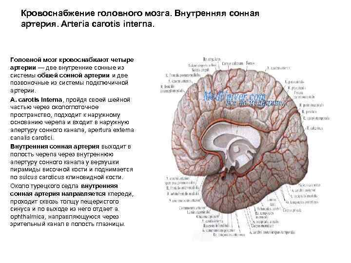 Кровоснабжение головного мозга. Внутренняя сонная артерия. Arteria carotis interna. Головной мозг кровоснабжают четыре артерии