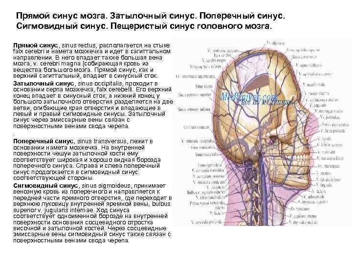 Прямой синус мозга. Затылочный синус. Поперечный синус. Сигмовидный синус. Пещеристый синус головного мозга. Прямой