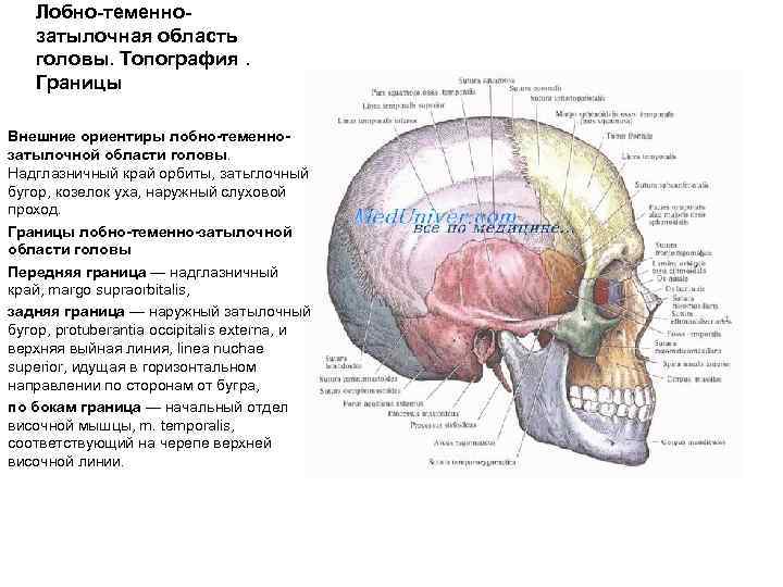 Лобно-теменнозатылочная область головы. Топография. Границы Внешние ориентиры лобно-теменнозатылочной области головы. Надглазничный край орбиты, затьглочный